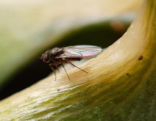 Drosophila subobscura